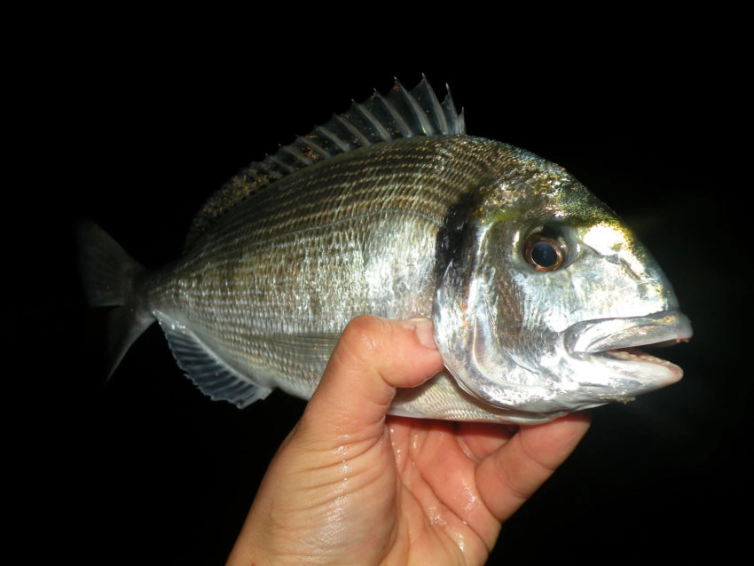 Pêche des sparidés en surfcasting la nuit