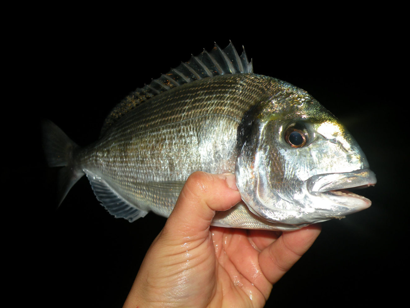 La pêche de nuit de la pêche du poisson de feux de voyant DEL de