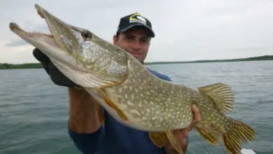 Armement d'un leurre souple pour la pêche du brochet