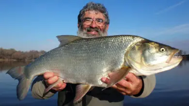 Pêche de l'aspe en Loire