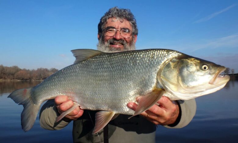 Pêche de l'aspe en Loire