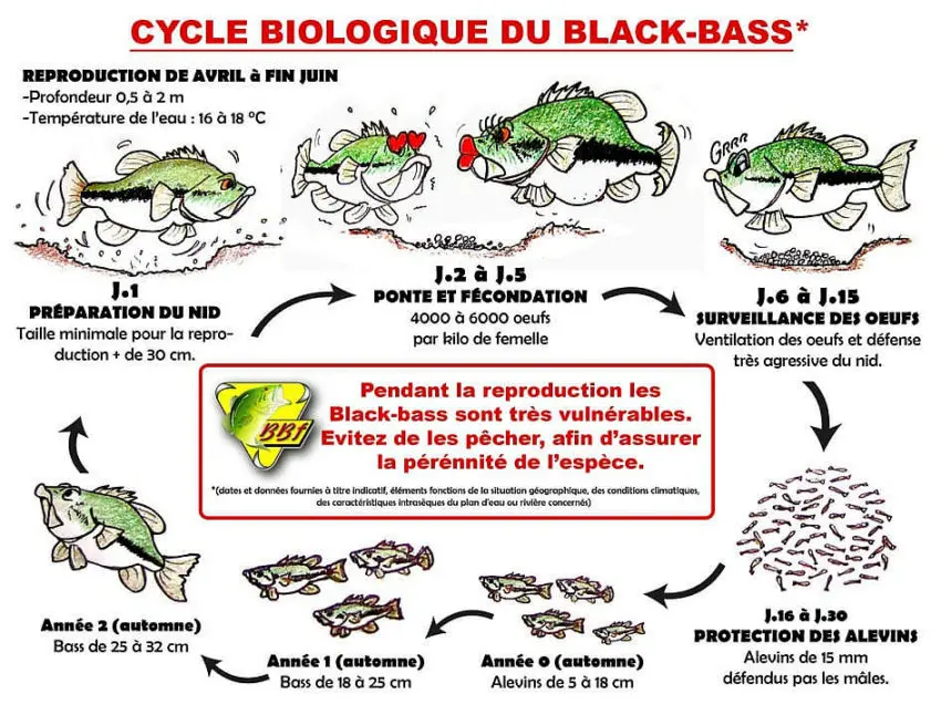 Pêcher le black bass depuis la berge