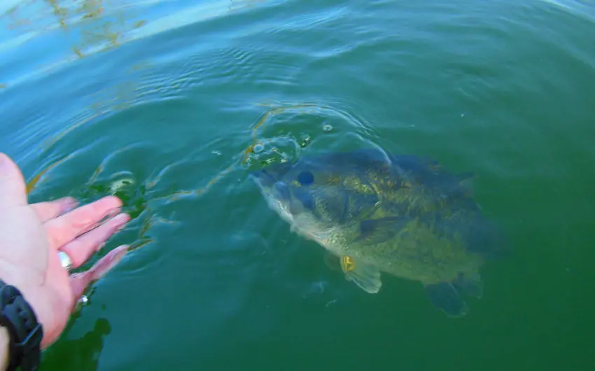 Pêcher le black bass depuis la berge