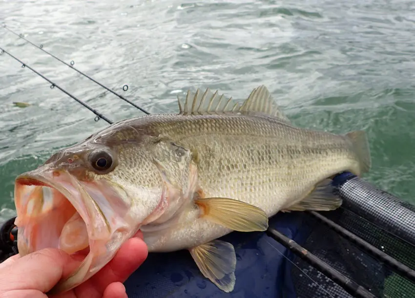 Pêcher le black bass depuis la berge