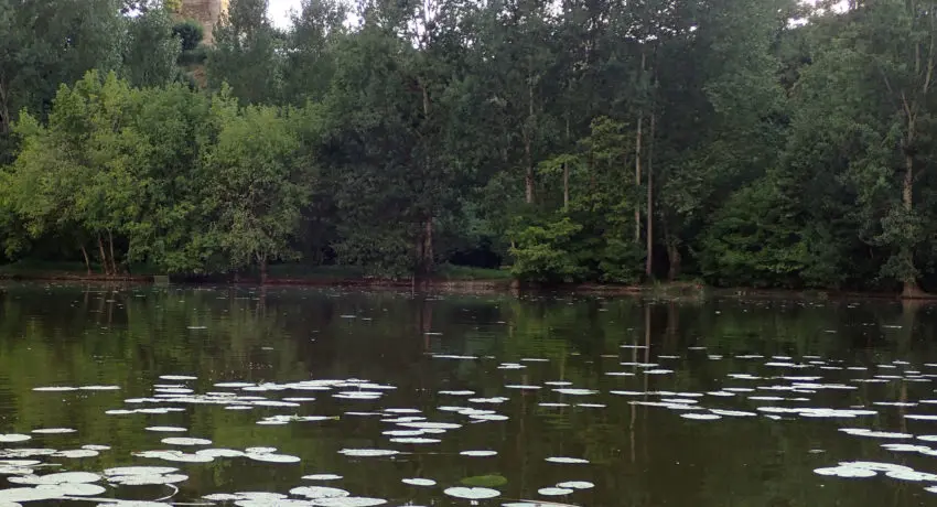 Pêcher le black bass depuis la berge