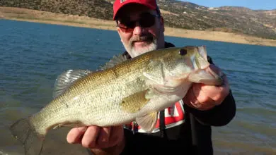 Pêcher le black bass depuis la berge