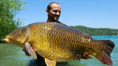 Présence de carpes communes au détriment des carpes mirroirs