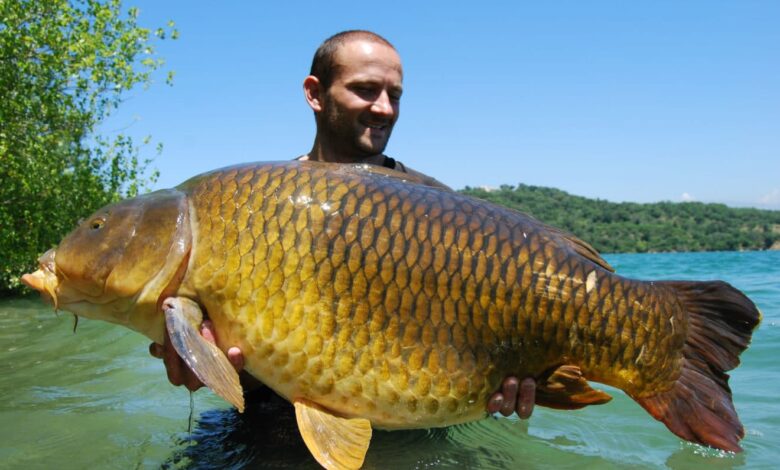 Présence de carpes communes au détriment des carpes mirroirs