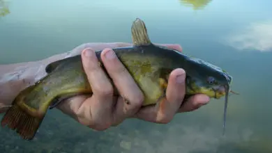 Poisson chat