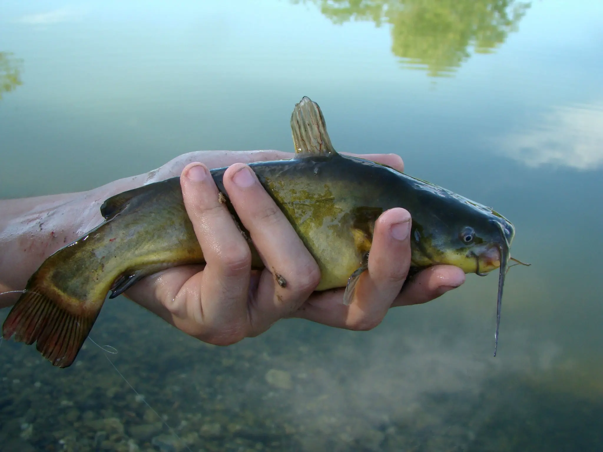 Poisson chat