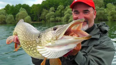 Pêche du brochet au poisson nageur