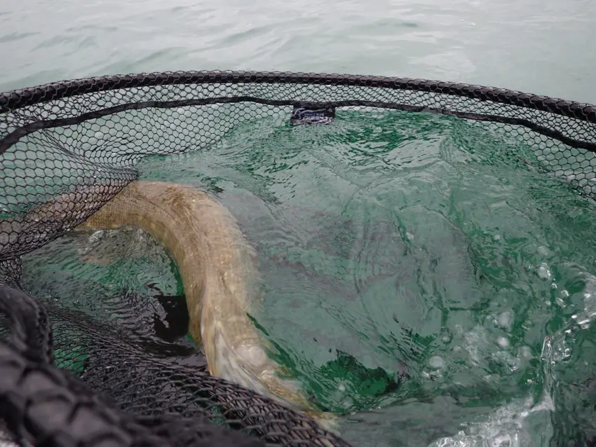 Pêche du brochet au poisson nageur