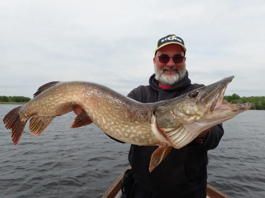 Pêche du brochet au poisson nageur