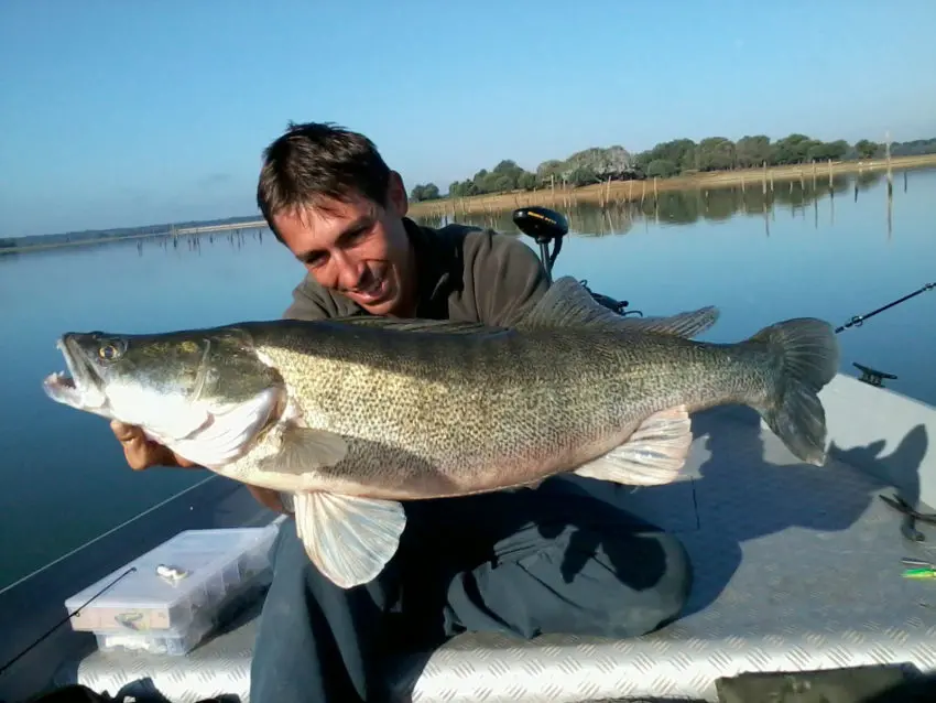 Pêche des carnassiers à la lame vibrante