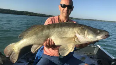 Pêche des carnassiers à la lame vibrante