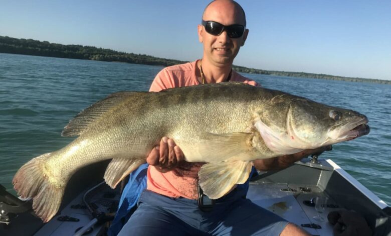 Pêche des carnassiers à la lame vibrante