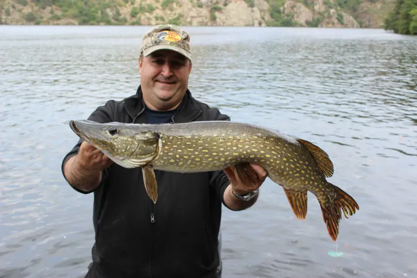 Leurre tailspin pour la pêche des carnassiers