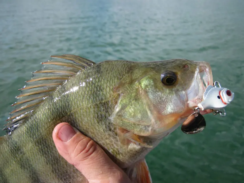 Leurre tailspin pour la pêche des carnassiers