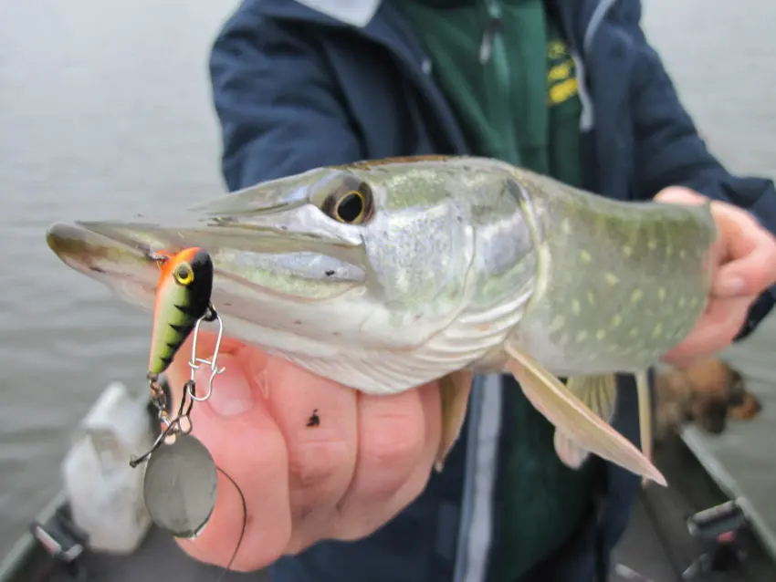 Leurre tailspin pour la pêche des carnassiers