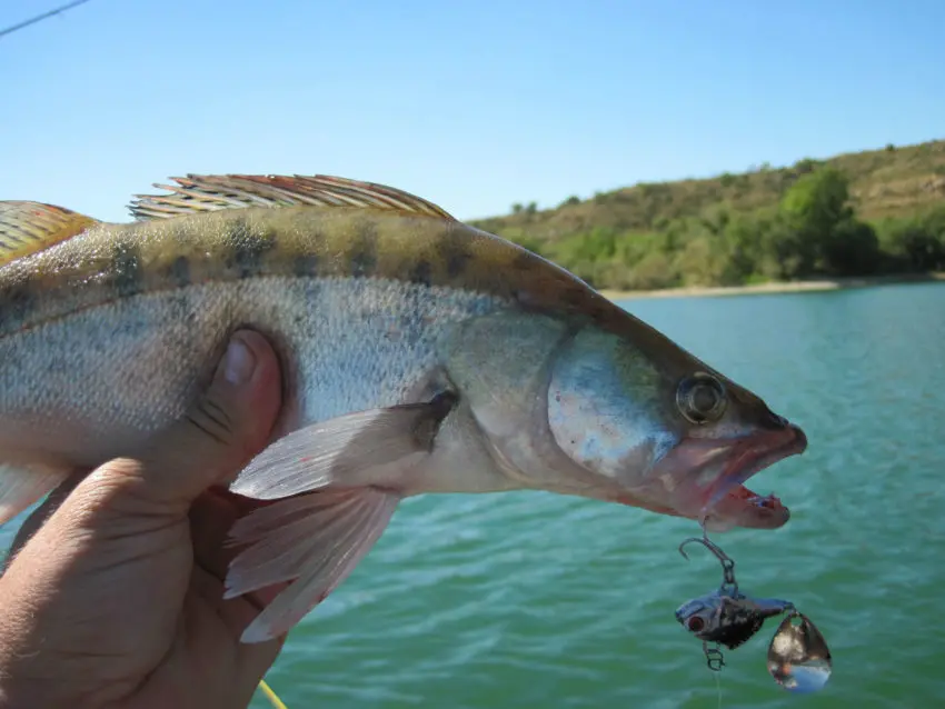 Leurre tailspin pour la pêche des carnassiers