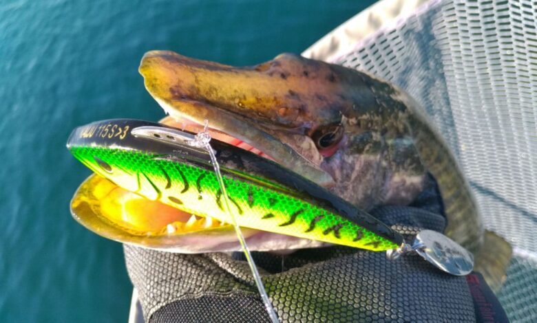 Pêche du brochet au leurre Lipless Spin