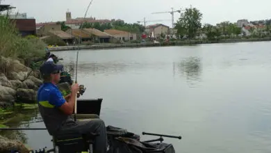 Pêche des grosses brèmes au feeder en étang