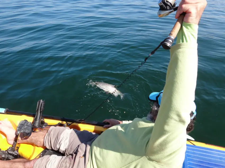 Pêche du féra (corégone) en kayak sur le lac Léman