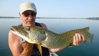 Bas de ligne pour la pêche du brochet