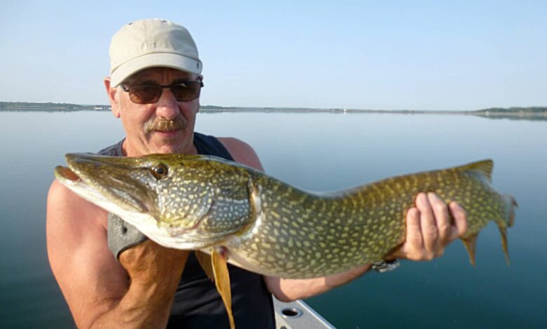 Bas de ligne pour la pêche du brochet