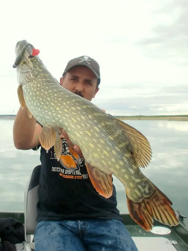 Bas de ligne pour la pêche du brochet