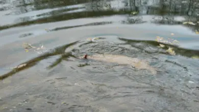 Montage pour la pêche au vif des carnassiers