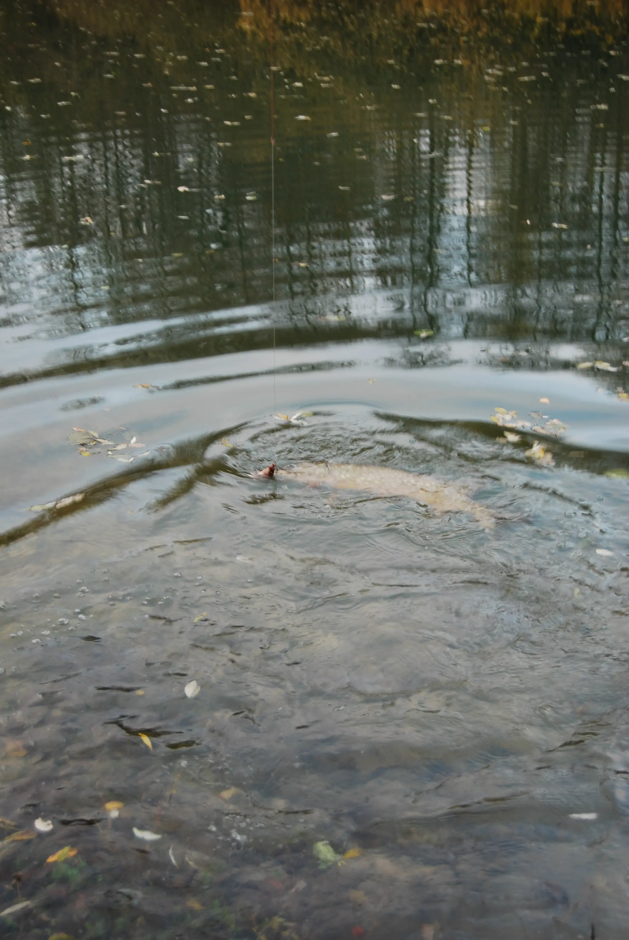 Montage pour la pêche au vif des carnassiers