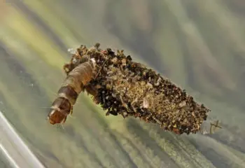 Les appâts naturels pour la pêche