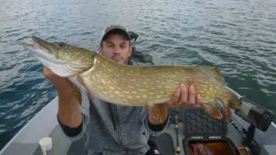 Pêche des carnassiers au fireball