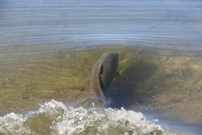 Gros amorçage pour la pêche à la carpe