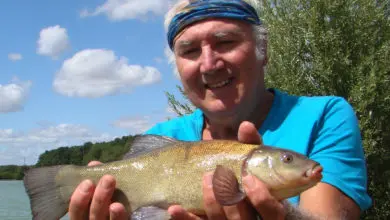 Pêche de la tanche à l'anglaise au ver de terreau