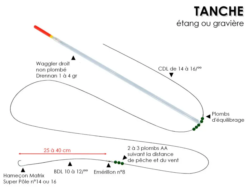 Pêche de la tanche à l'anglaise au ver de terreau