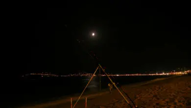 Ver de sable pour la pêche en surfcasting