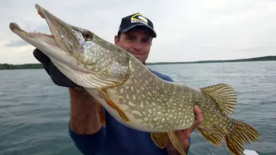 Leurres souples planant pour la pêche des carnassiers