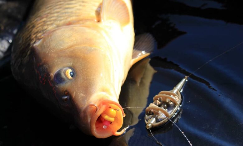 Montage pour la pêche au feeder