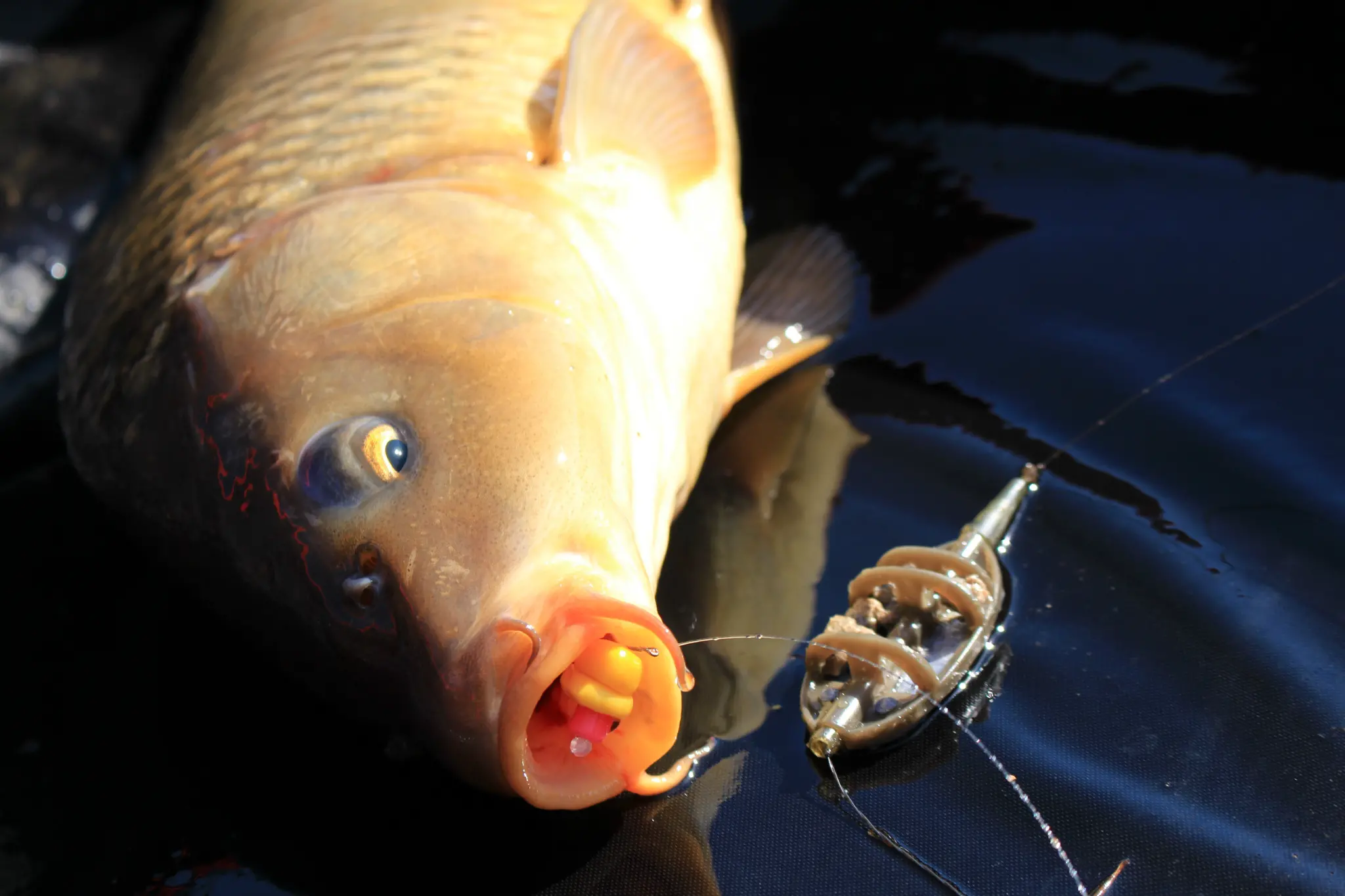 Montage pour la pêche au feeder