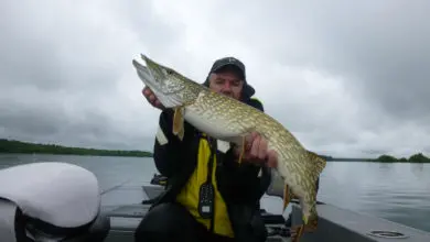 Pêche du brochet au fireball