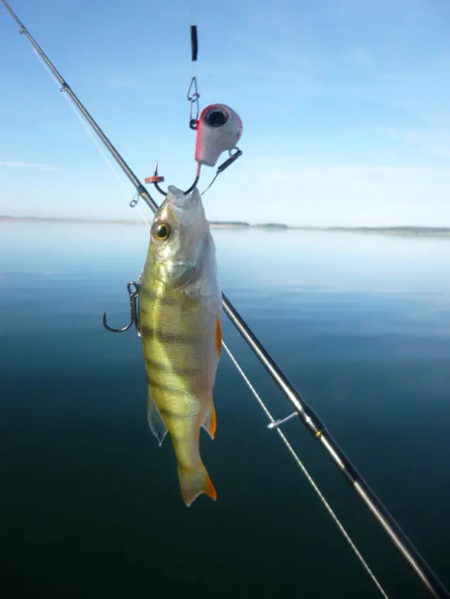 Pêche du brochet au fireball