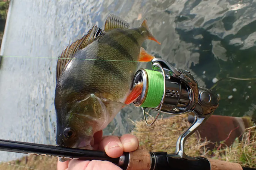 Pêche de réaction des carnassiers