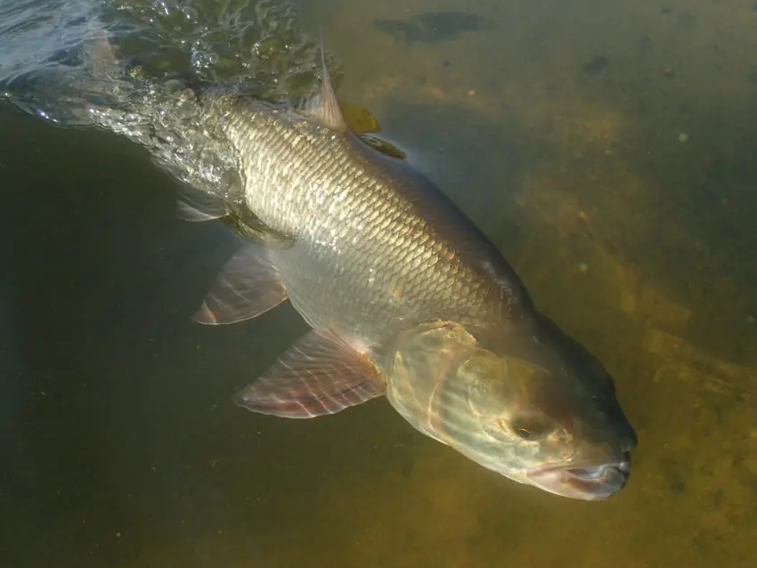 Pêche de réaction des carnassiers