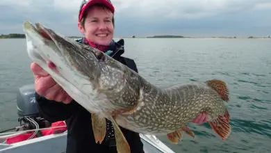 Pêche de réaction des carnassiers