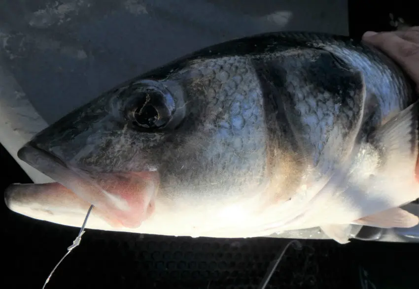 Pêche du bar loup en mer au toc