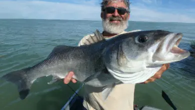 Pêche du bar loup en mer au toc