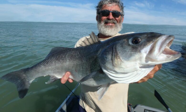 Pêche du bar loup en mer au toc