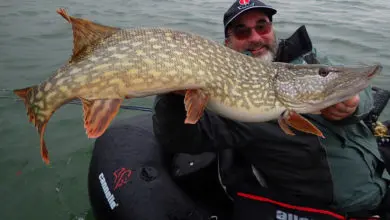 Pêche du brochet au mois de janvier